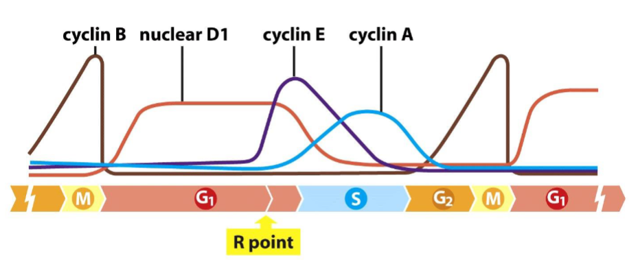 <p>Fluctuation of cyclin levels during the cell cycle in most mammalian cells are due to:</p>