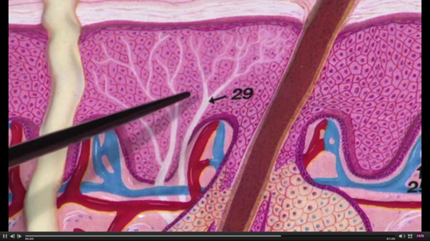 <p>dendrites with no connective tissue wrapping; thermoreceptors and nociceptors</p>