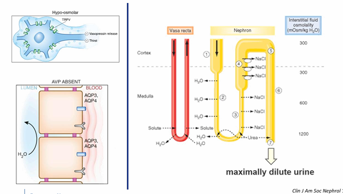 <p>1) ADH must be absent or gradient washed out</p><p>2) diluting segments of the nephron must be uninhibited</p>