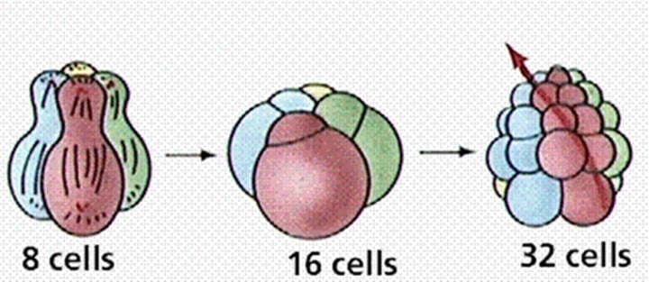 <p>A type of embryonic development in protostomes, in which the planes of cell division that transform the zygote into a ball of cells occur obliquely to the polar axis, resulting in cells of each tier sitting in the grooves between cells of adjacent tiers.</p>