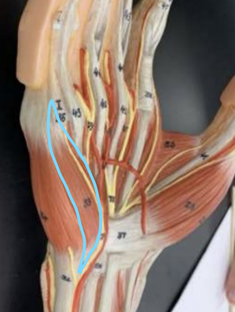 knowt flashcard image