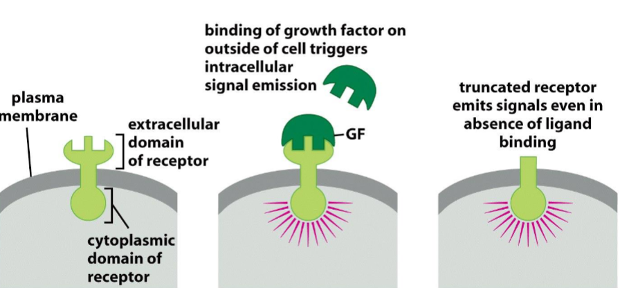 <p><span>Deregulated firing of growth factor receptors:</span></p>