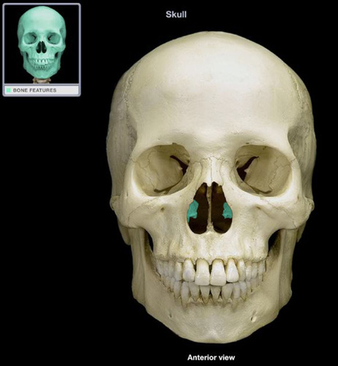 <p>Facial Bones (Know left/right)</p>