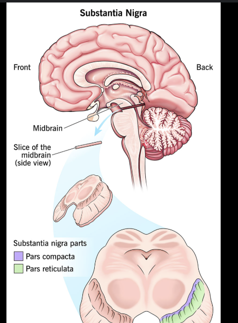 <p>A patient with tremors and loss of fine motor control likely has dysfunction where?</p>