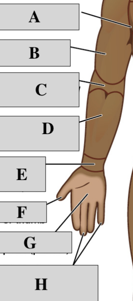 <p>Anterior Arm</p>
