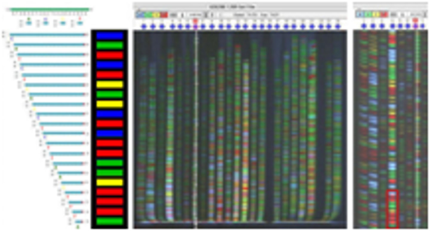 <p>The process of determining the order of nucleotides within a DNA molecule.</p>