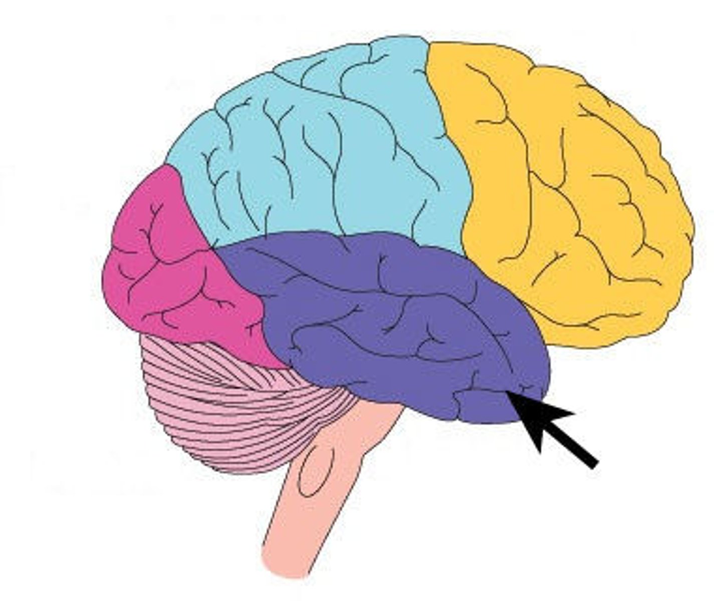 <p>Associated with hearing, memory, emotion and some aspects of language. Located on the side of the head (near the temples). It contains:</p><p>The Auditory cortex - strip of cortex in the temporal lobe that is responsible for processing auditory information.</p><p>Wernicke's area - important for speech comprehension. - Damage to Wernicke's area results in difficulty understanding language.</p>
