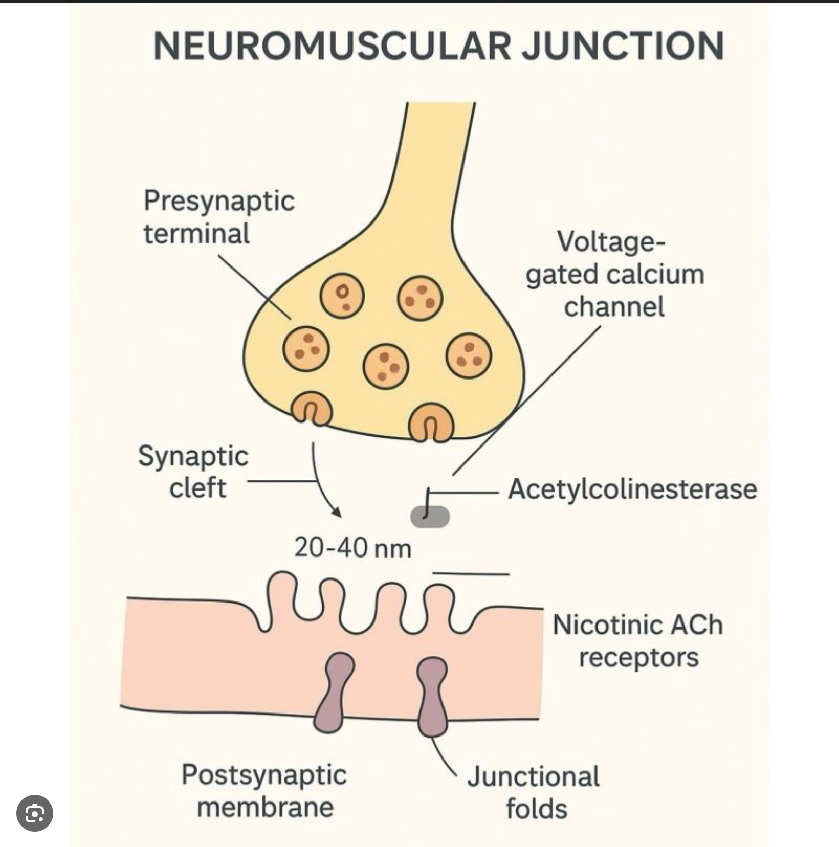 <p>The synapse between a motor neuron and the muscle fiber that it controls</p>