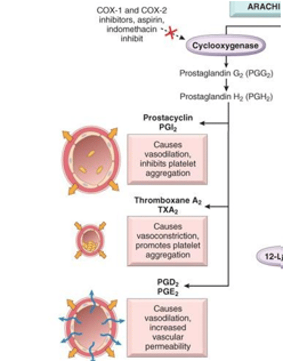 <p>false. PGI2 and TXA2 do.</p><p>PGE2= prostaglandin</p><p>PGI2= prostacyclin (inhibit platelets/clots)</p><p>TXA2= thromboxane (enhance platelets/clots)</p>