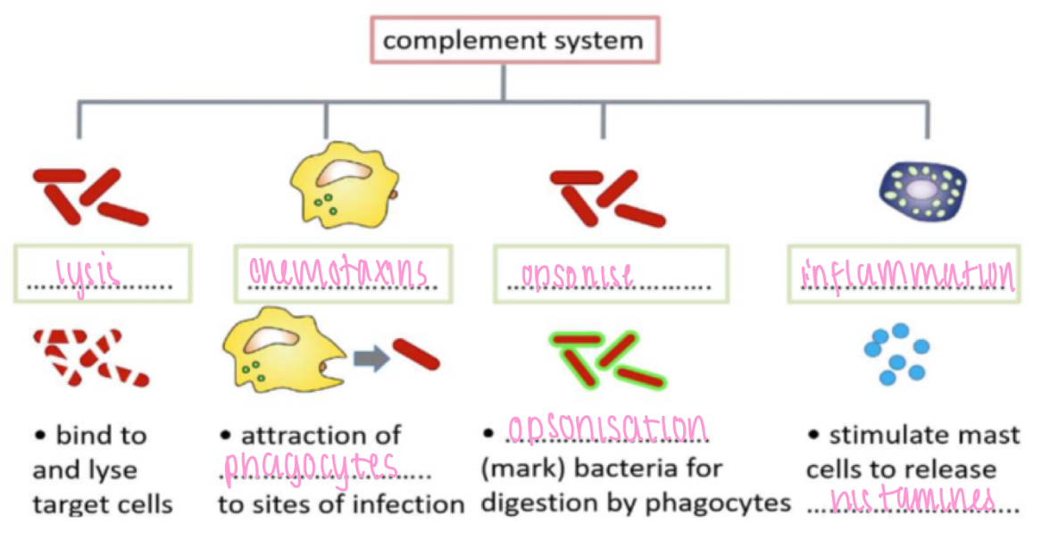 <p>Lysis - bind to &amp; lyse target cells</p><p>Chemotaxis - attraction of phagocytes to sites of infection</p><p>Opsonise - opsonisation (mark) bacteria for digestion by phagocytes</p><p>Inflammation - stimulate mast cells to release histamines</p>