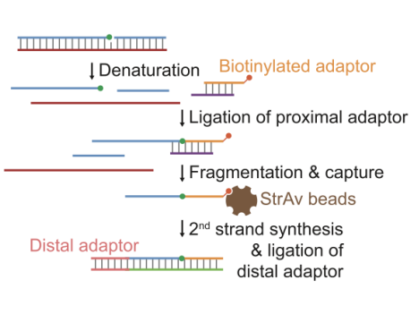 <p>It detects free 3’-OH termini resulted from SSBs, lesions or other repair intermediates. In GLOE-Seq, genomic DNA is heat-denatured and ligated to a biotinylated adapter with the assistane of a splinter oligonucleotide, followed by fragmentation and capture on streptavidin beads</p>