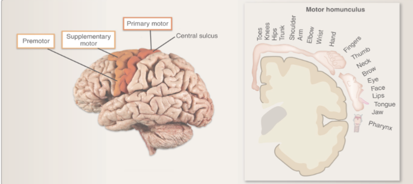 <p>Primary motor cortex, premotor area, supplementary motor area</p>