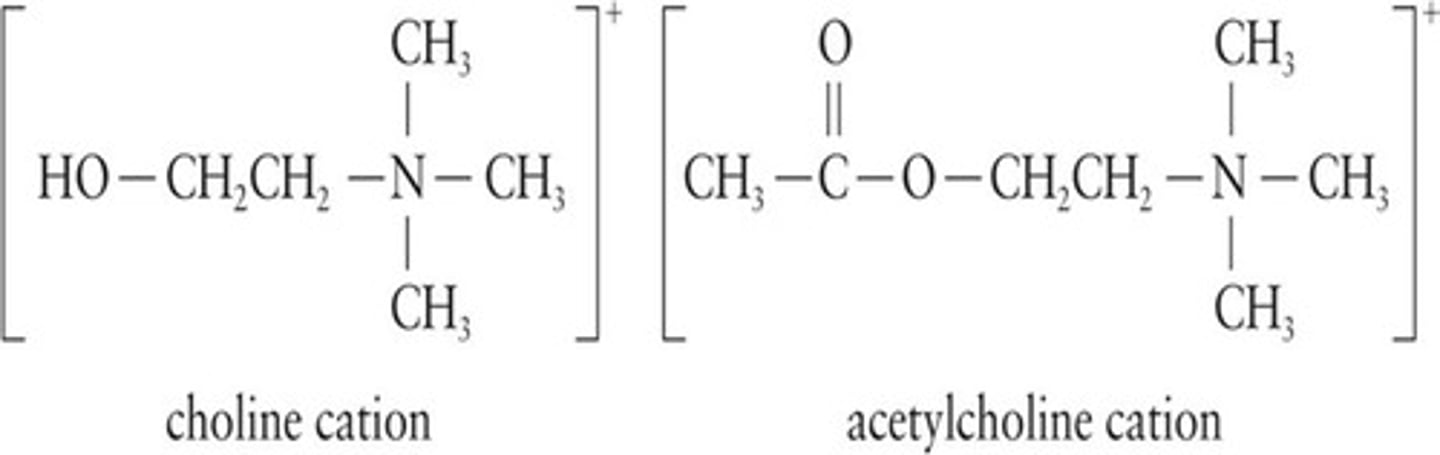 <p>Serve as neurotransmitters in biological systems.</p>