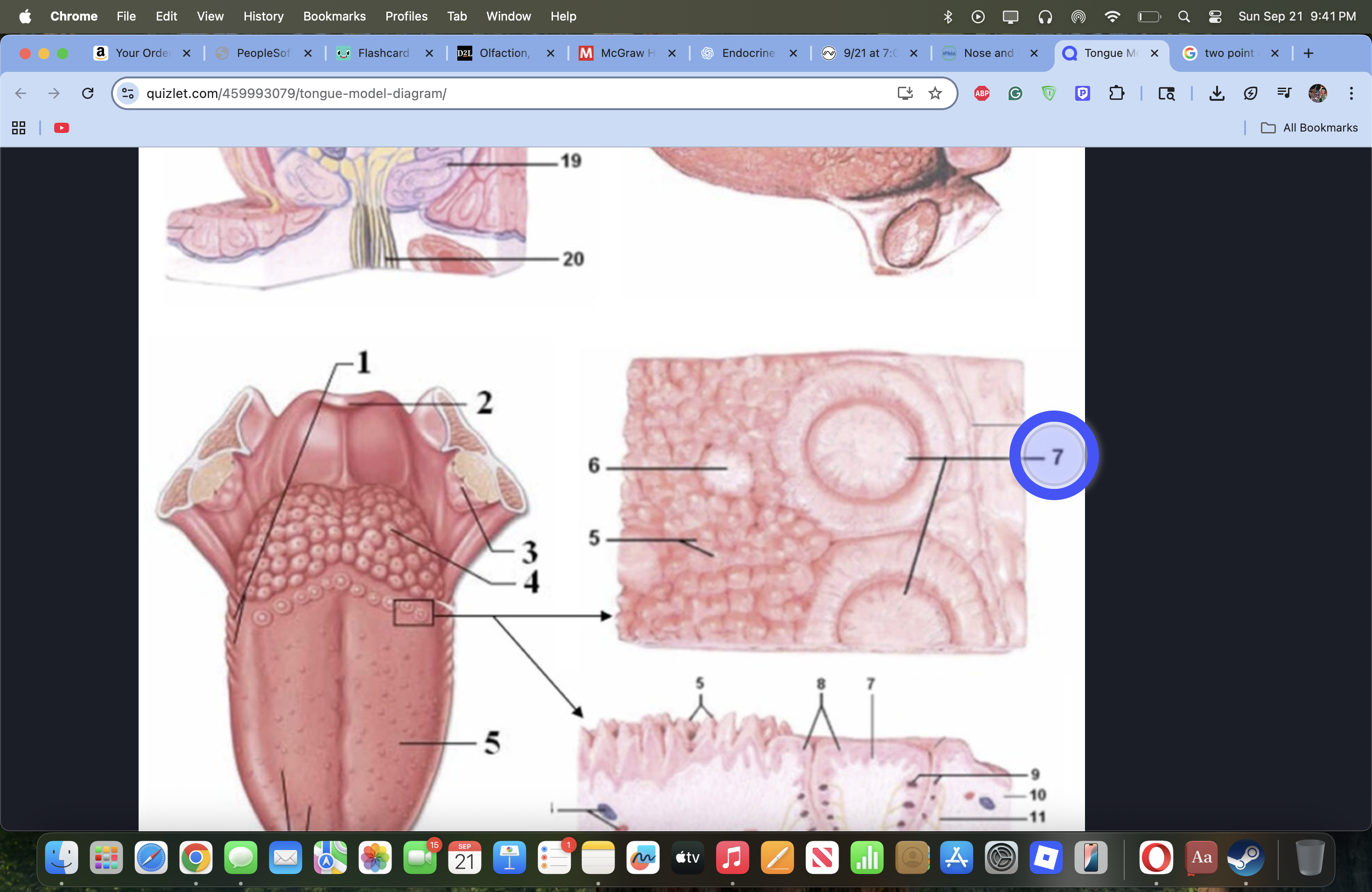 knowt flashcard image