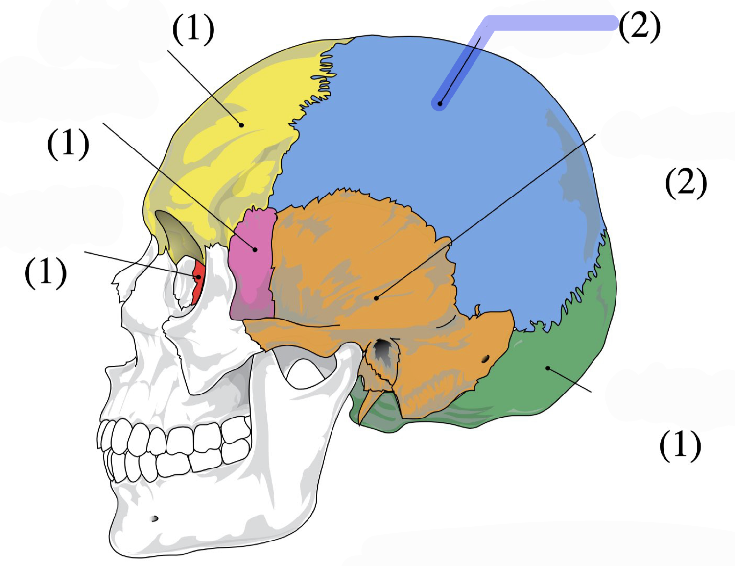 knowt flashcard image