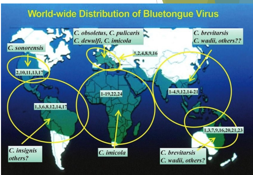 <p>VETERINARY IMPORTANCE : BLUETONGUE DISEASE </p><p>Diagnosis </p><p> Symptoms when pre___ </p><p> Otherwise: </p><p>~ P___ for viral RNA </p><p>~ Serological testing Treatment</p><p> None available – can only treat symptoms </p><p> polyvalent vaccines generally not effective </p><p>~ poly___ = single vaccine that immunizes against more than one strain of an antigen </p><p>~ Only serotype 10 currently has a functional vaccine </p><p> Sheep that recover may exhibit natural immunity to the particular serotype </p><p> Cattle do not develop immunity following infection</p>