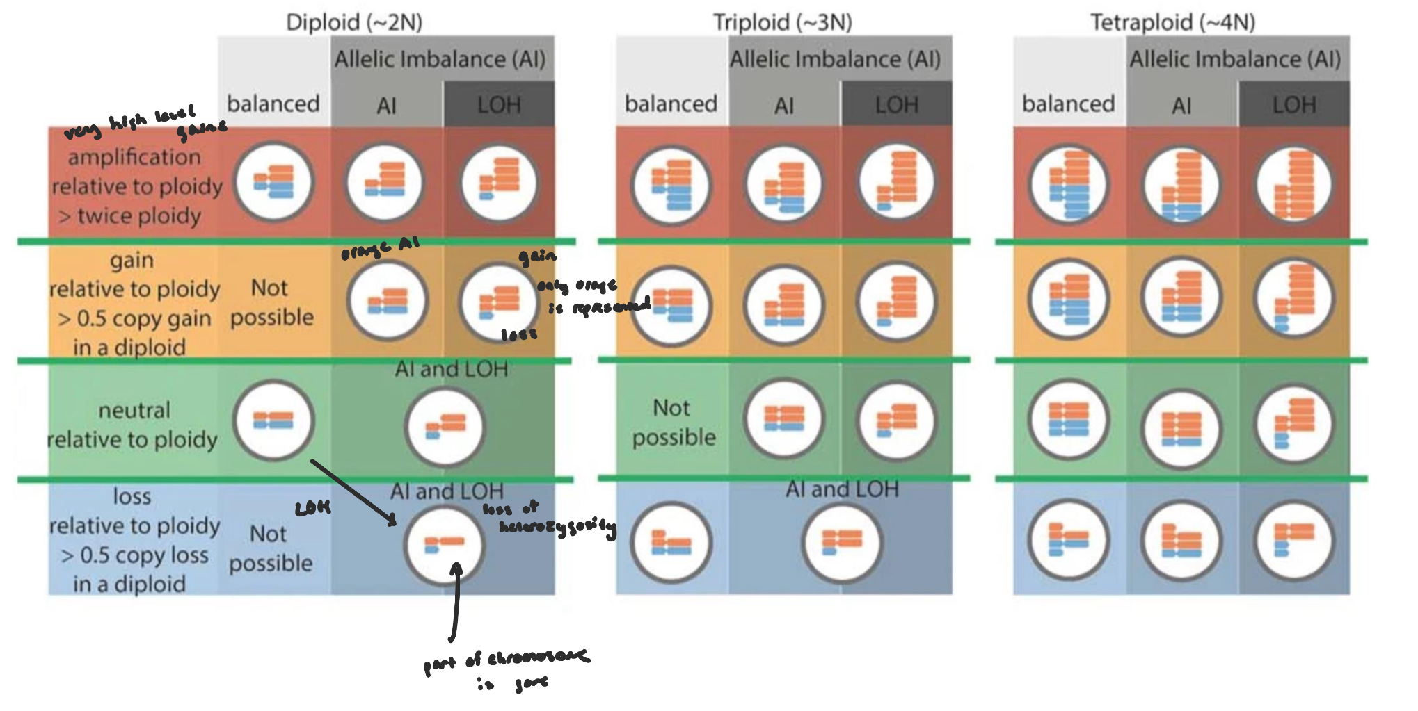 <ul><li><p>prevalent, acquired genomic changes in tumor cells (not inherited) involving the gain (amplification) or loss (deletion) of DNA, ranging from small segments to entire chromosome arms</p><ul><li><p>changes relative to one’s ploidy (need to determine current ploidy state before determining SCNAs)</p></li></ul></li><li><p>major drivers of cancer development, progression, and heterogeneity, affecting oncogene and tumor suppressor gene dosage</p></li><li><p>Compare tumor vs. normal at the same locus. Gain (amplification) → tumor has more copies than normal. Loss (deletion) → tumor has fewer copies than normal.</p></li><li><p>Detection: higher coverage than expected → gain, lower coverage than expected → loss</p></li></ul><p></p>