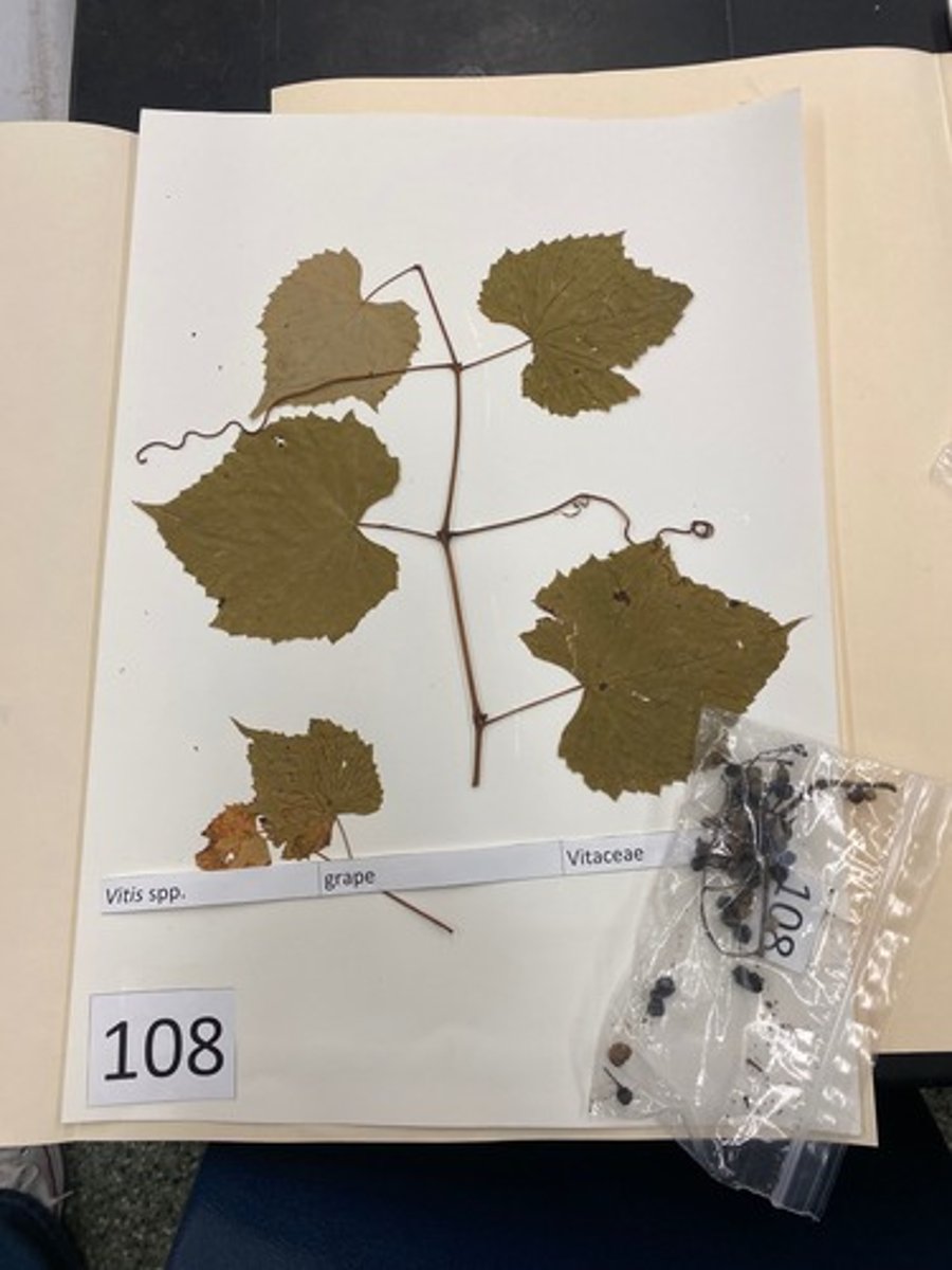 <p>Vitus spp. (Vitaceae)</p>