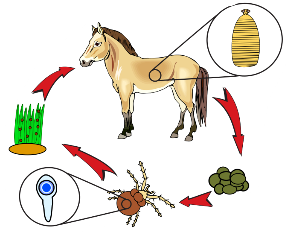 <p>life cycle of?</p>