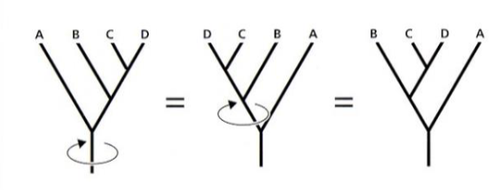 <p>the shape of the tree (the connections between branches)</p><p>branches can be rotated at a node, w/out changing relationships among the taxa</p>