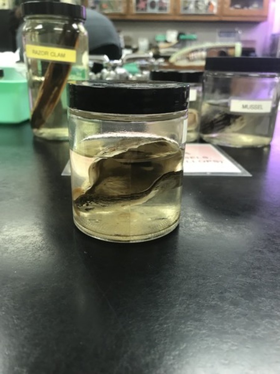 <p>For the following specimen(s), give the entire taxonomy and the name of the specimen(s)</p>