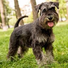<p>Female mini Schnauzers, Dachshunds, Pugs</p>