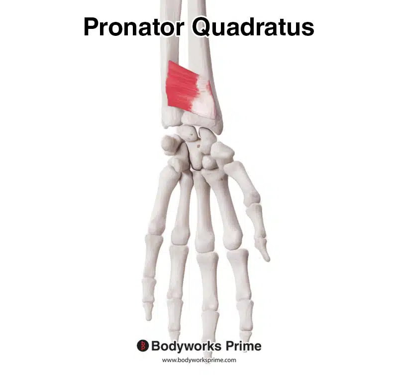 <p>Prime mover for forearm rotation; located distally between radius and ulna.</p>