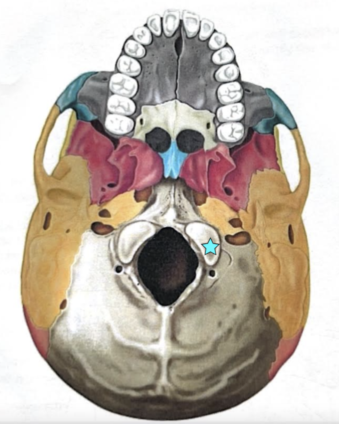 <ul><li><p><strong>Occipital condyles</strong></p></li><li><p>Rounded projections lateral to the foramen magnum that articulate with the first cervical vertebra (atlas) </p></li></ul><p></p>