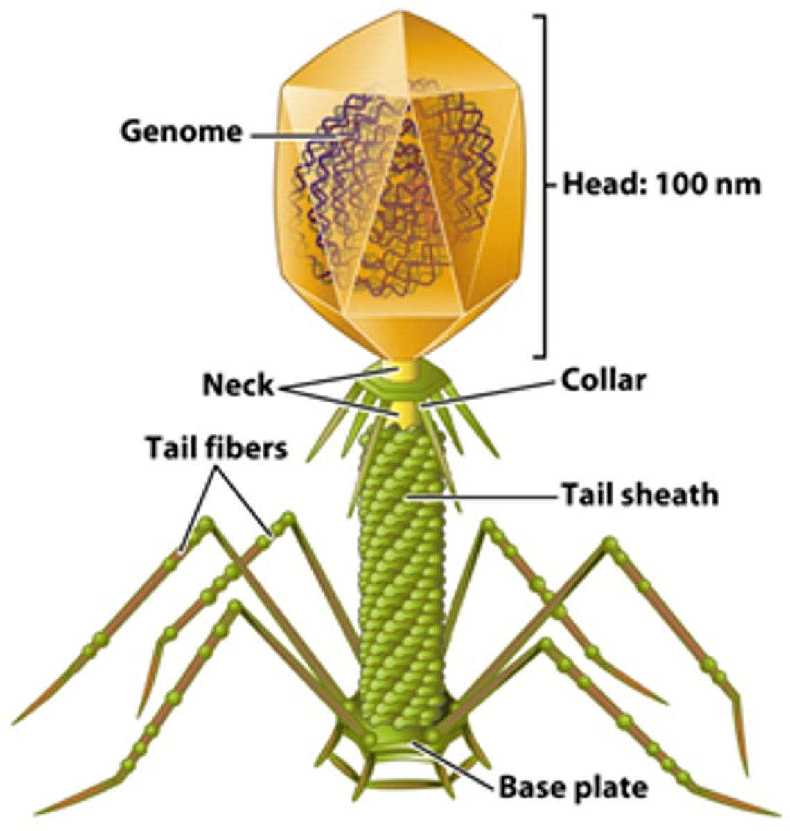 <p>-head: icosahedral, contains genetic material</p><p>-tail: injects genome into host cells</p><p>-tail fibers: attachment</p>