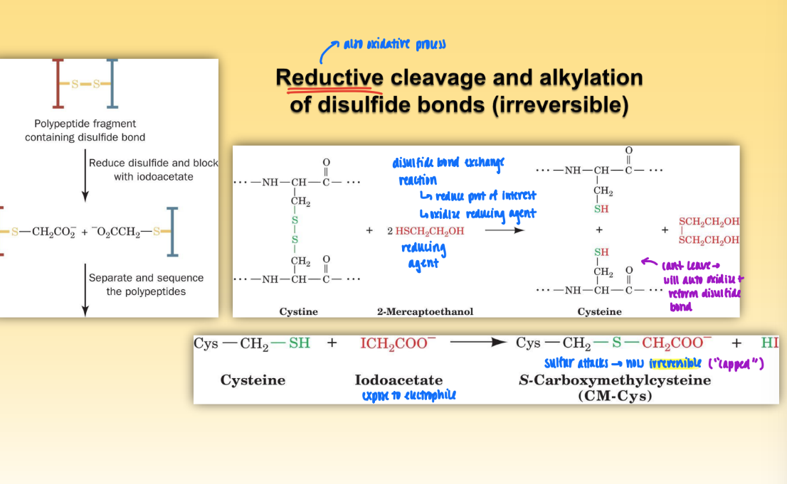 <ul><li><p>oxidative process = reduce prot of interest &amp; oxidize reducing agent</p></li><li><p>expose to electrophile (<strong>iodoacetate)</strong> &amp; sulfur attacks to prevent auto oxidation and reformation of disulfide bonds</p><ul><li><p>this leads to capping of S</p></li></ul></li></ul><p></p>