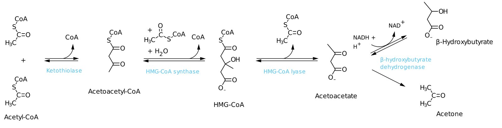 <ol><li><p>2 acetyl-CoA → Acetoacetyl-CoA</p></li><li><p>Acetoacetyl-CoA + Acetyl-CoA → HMG-CoA</p></li></ol><ul><li><p>HMG-CoA Synthase: Rate-limiting enzyme</p></li></ul><ol start="3"><li><p>HMG-CoA → Acetoacetate + Acteyl-CoA (ketone bodies)</p></li><li><p>Acetoacetate → Beta-hydroxybutyrate OR acetone</p></li></ol><p></p>