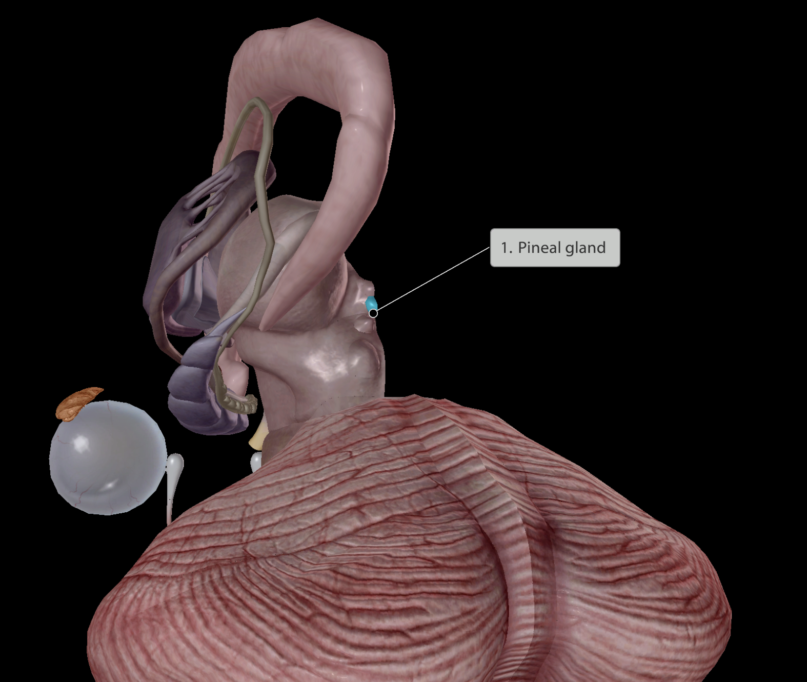 <p>Found very deep within the brain</p><img src="https://knowt-user-attachments.s3.amazonaws.com/8cb50f27-7898-4367-a18e-1c51e12924b1.png" data-width="50%" data-align="center"><p><strong><em><u>Main function:</u></em></strong></p><ul><li><p>Helps regulate <u>circadian rhythm/sleep cycle</u></p></li></ul><p></p>