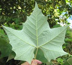 <p>Platanus mexicana <br>(Sycamore)</p>