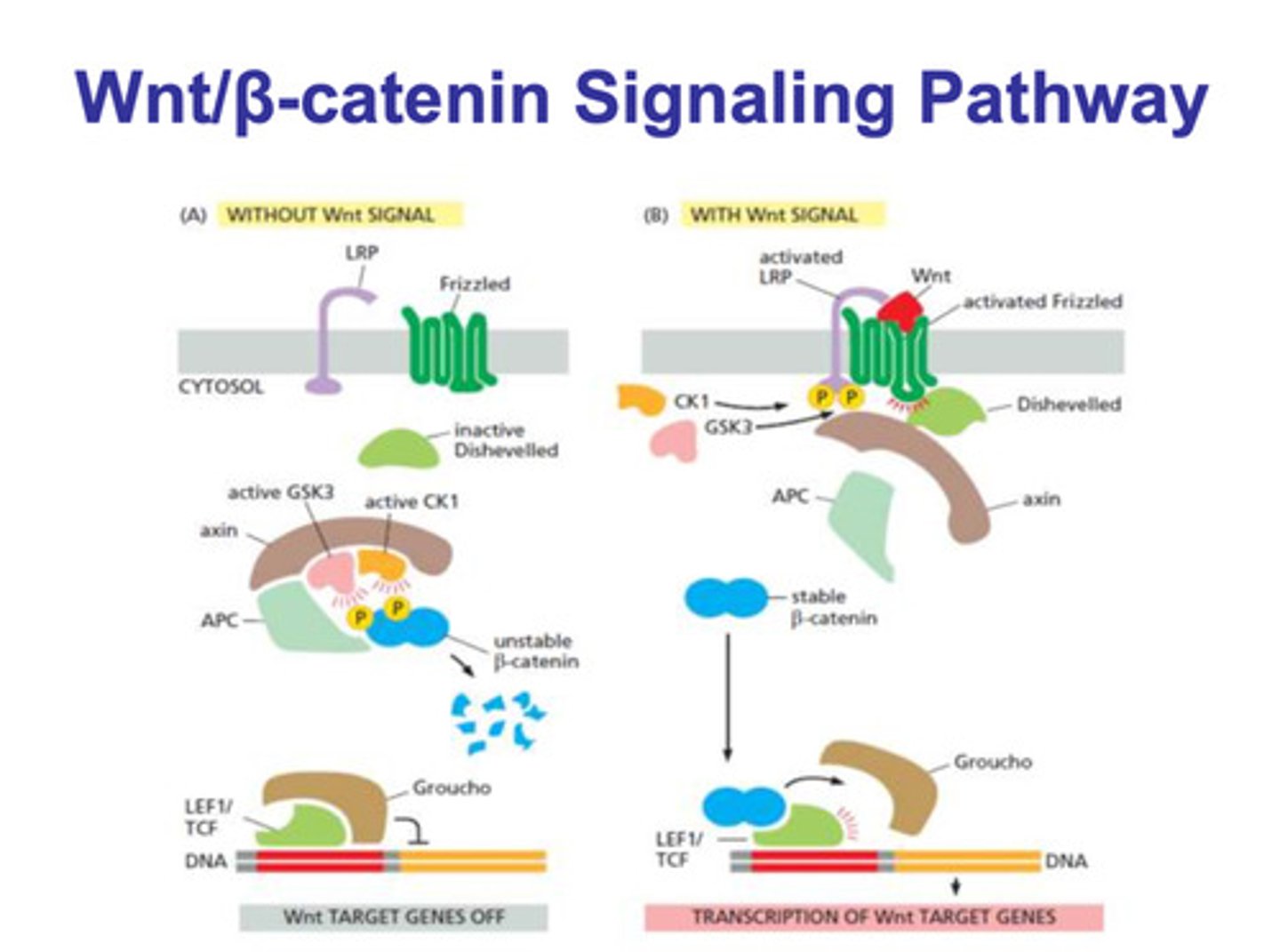 <p>- WNT binds to frizzled and LRP, which activates it both of them</p><p>- the activation of frizzled activates dishevelled</p><p>- CK1 and GCK3 phosphorylate LRP</p><p>- axin associates with the phosphorylated LRP and dissociates from APC</p><p>- because the APC/axin/GSK3/CK1 complex isn't formed, the β-catenin molecule is left alone</p><p>- β-catenin binds to the LEF1/TCF molecule, and Groucho dissociates</p><p>- the dissociation of Groucho allows for transcription of the target genes</p>