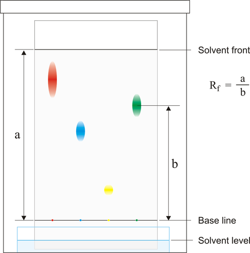 1. set up chromatography paper, draw start line in pencil (prevent ink leaking and altering results)
2. add dots of test solution (protein) onto start line 
3. lower the paper into beaker with solvent and wait for it to travel up the paper 
4. dry chromatography paper and spray with ninhydrin paper
5. analyse chromatogram