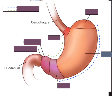 <p>name the blue region of the stomach</p>