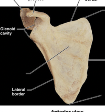 <p>scapula→ glenoid cavity</p><p>→ articulates wt head of humerous</p>