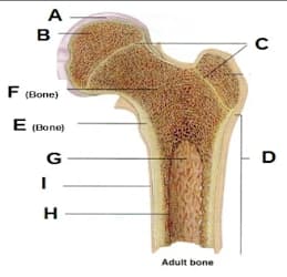 <p>Name of part D?</p>