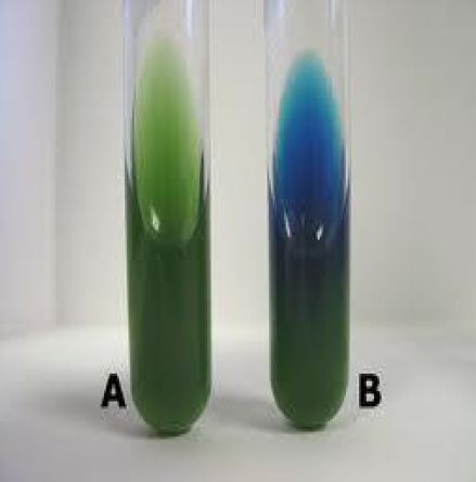 <p>Citrate Interpretation</p>
