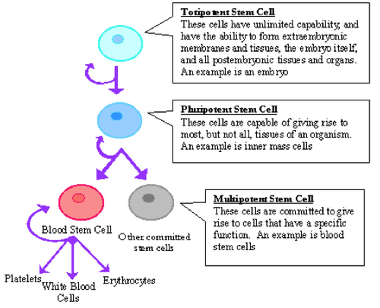 <p>A single cell that can replicate itself or differentiate into many cell types</p>