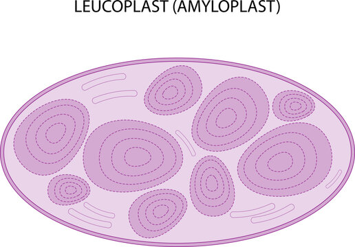 <p>colorless plant plastid that forms and stores starch.</p>