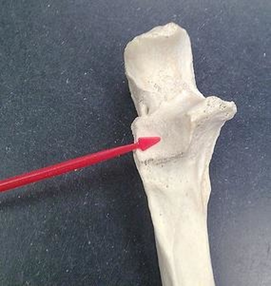 <p>ID small curve at tip of pointer</p>