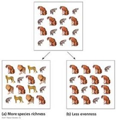 the relative proportion of different species in a given area