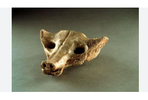 <p>Camelid Sacrum in the shape of a canine</p>