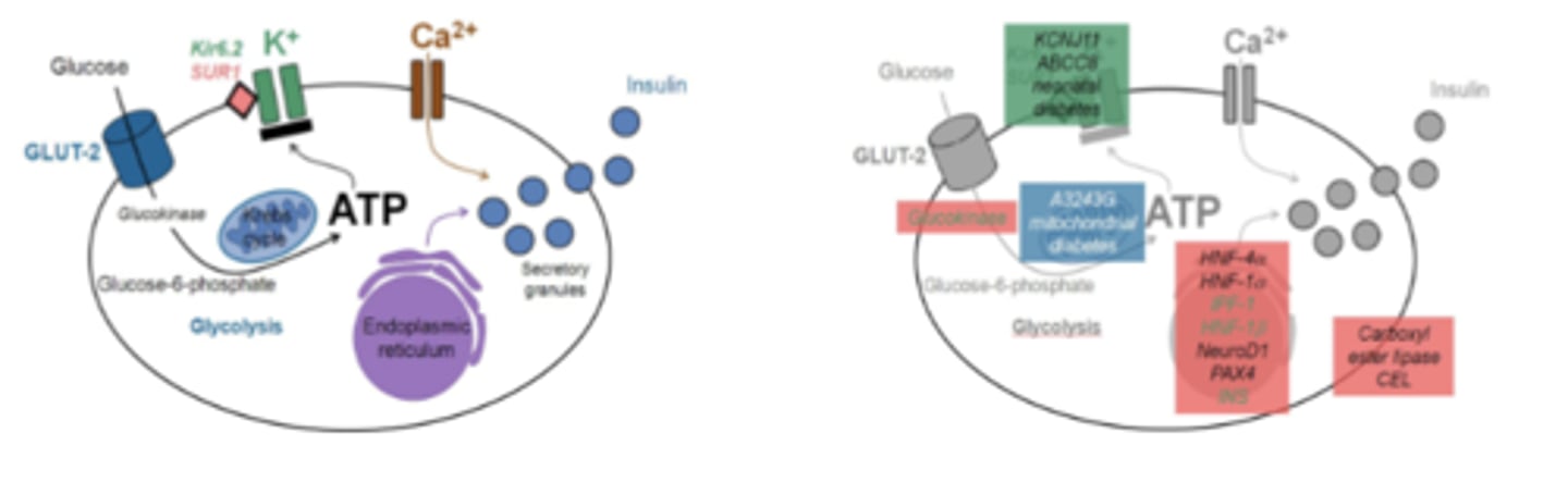 <p>Pancreatic beta cell: coupling of:</p><p>- glucose sensing via GLUT-2 transporters</p><p>- generation of ATP</p><p>- membrane depolarization by closing potassium channels</p><p>- entering of calcium ions</p><p>- exocytosis of insulin</p><p>Location in the pancreatic beta cell of the:</p><p>1. gene mutations </p><p>2. affected proteins </p><p>- MODY(red)</p><p>- mitochondrial diabetes (blue) </p><p>- neonatal diabetes (green)</p>