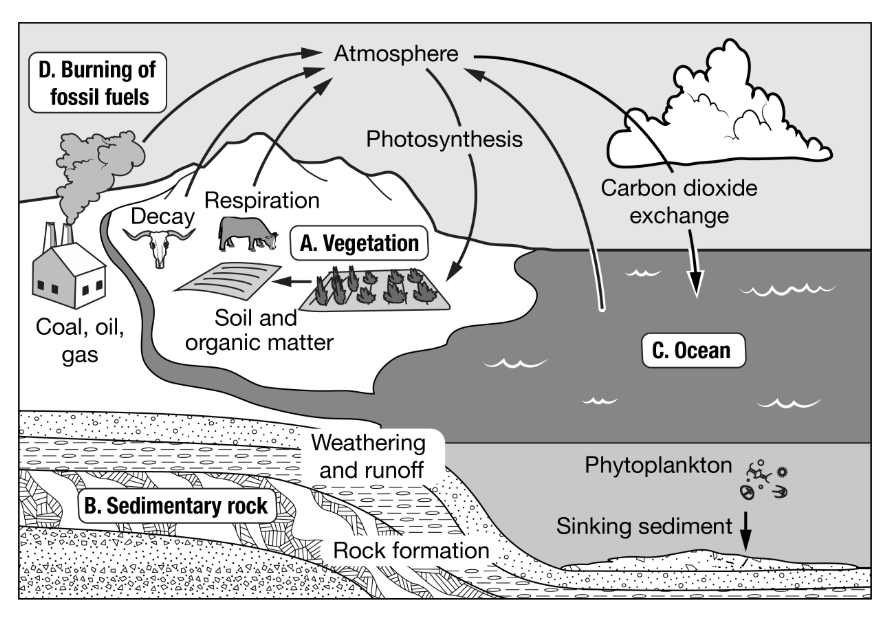 <p>Which of the boxes represents a carbon source? </p>