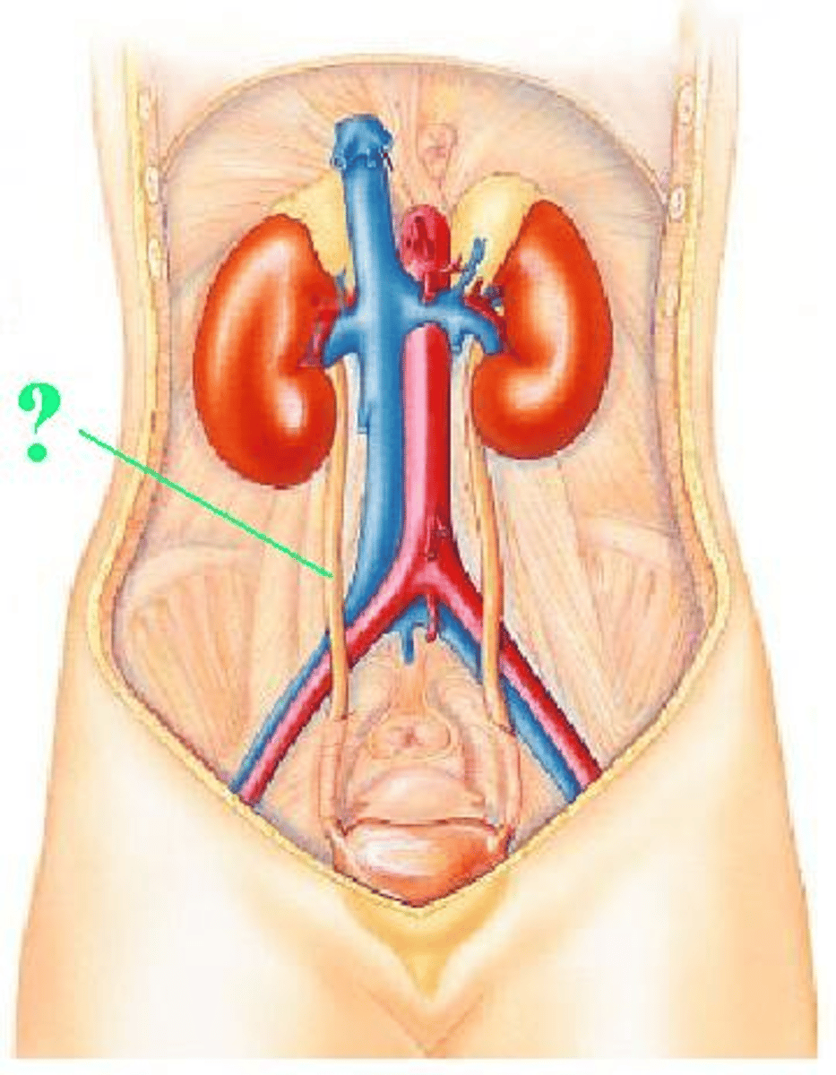 <p>Identify the indicated structure.</p>