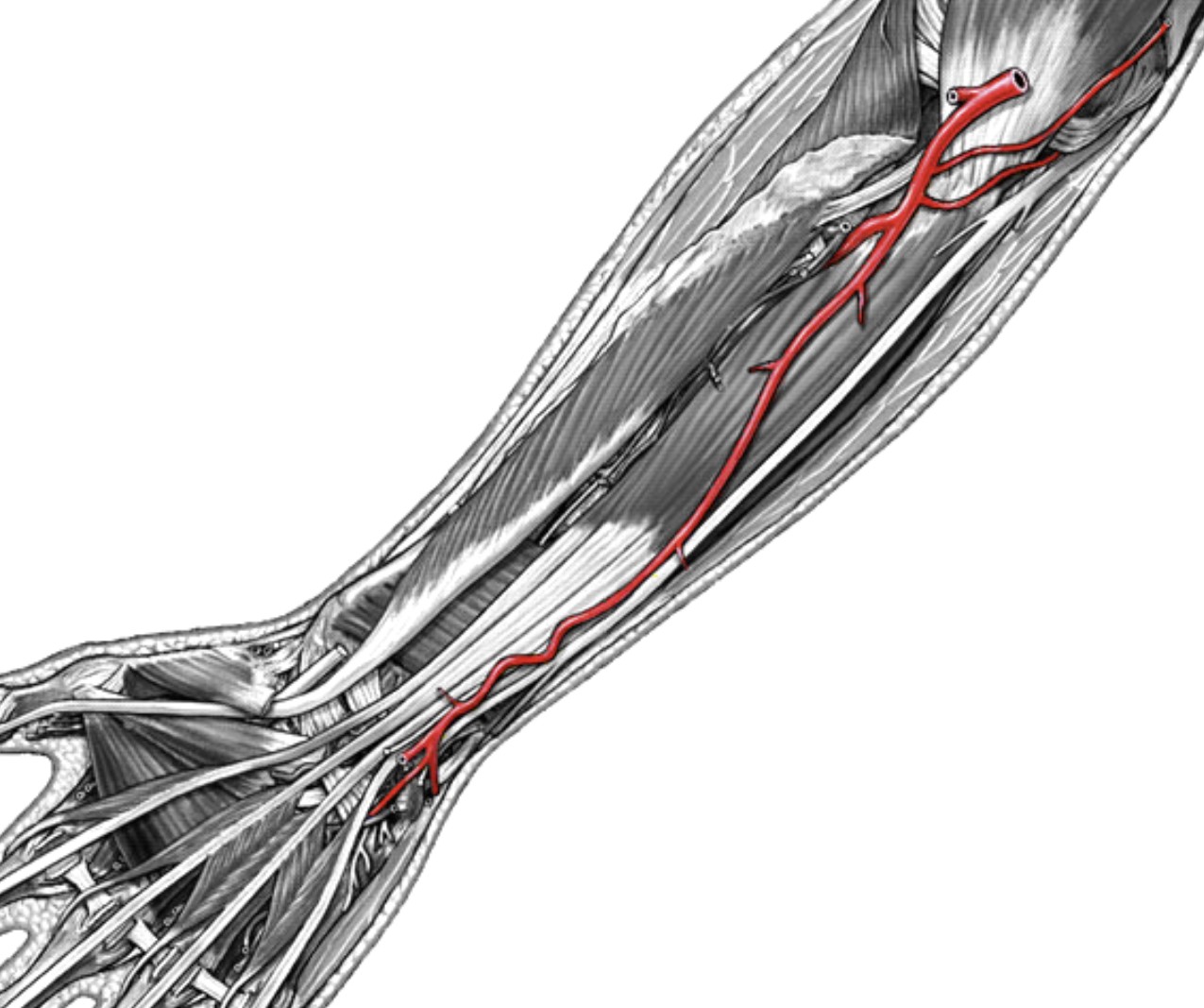 <p>Which arteries:</p><ul><li><p>On pinky side</p></li></ul><p></p>