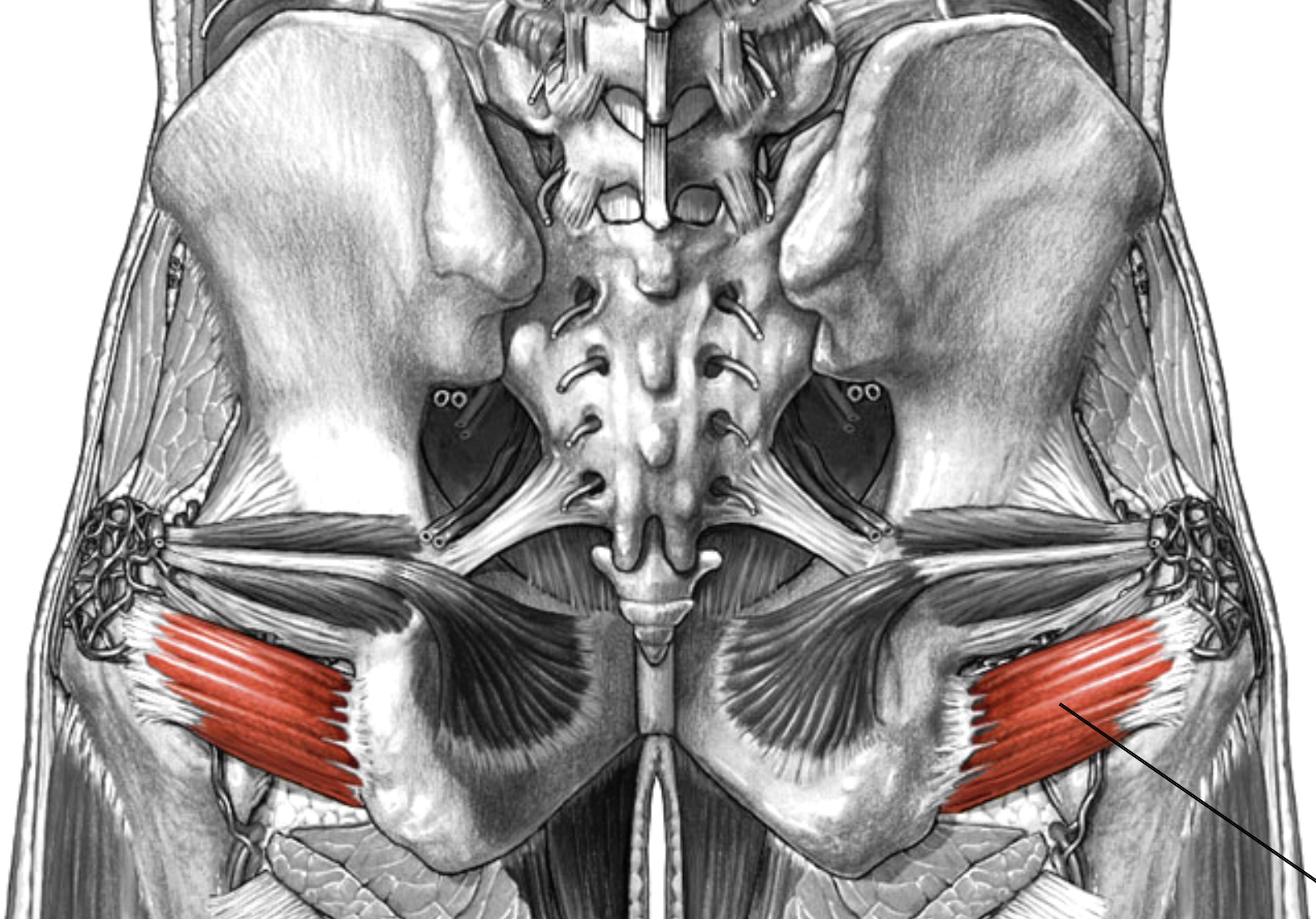 <p>Which muscle of the femur is:</p><ul><li><p>Inferior to inferior gemellus, superficial to obturator externus</p></li><li><p>Action: lateral rot hip</p></li><li><p>Nerve: sacral plexus</p></li></ul><p></p>