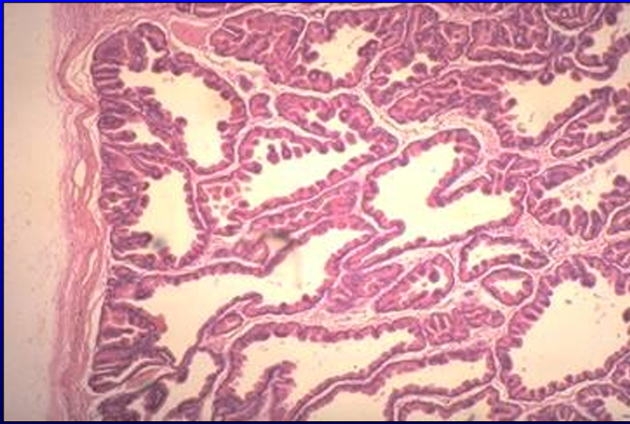 <p>Identify the structure:</p><p>Specie:</p>